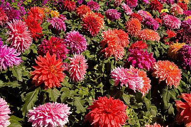 脱出类ADV《冤罪执行游戏》新预告片 豪华声优阵容